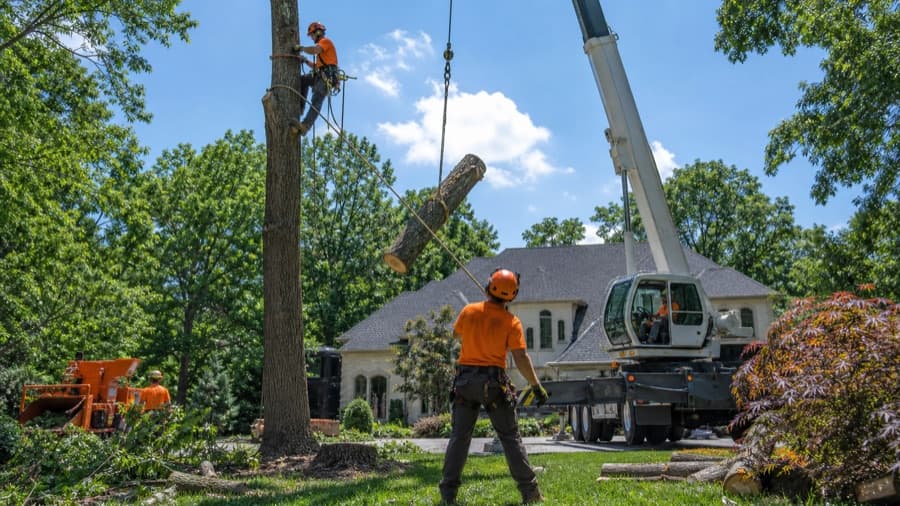 Tree Removal