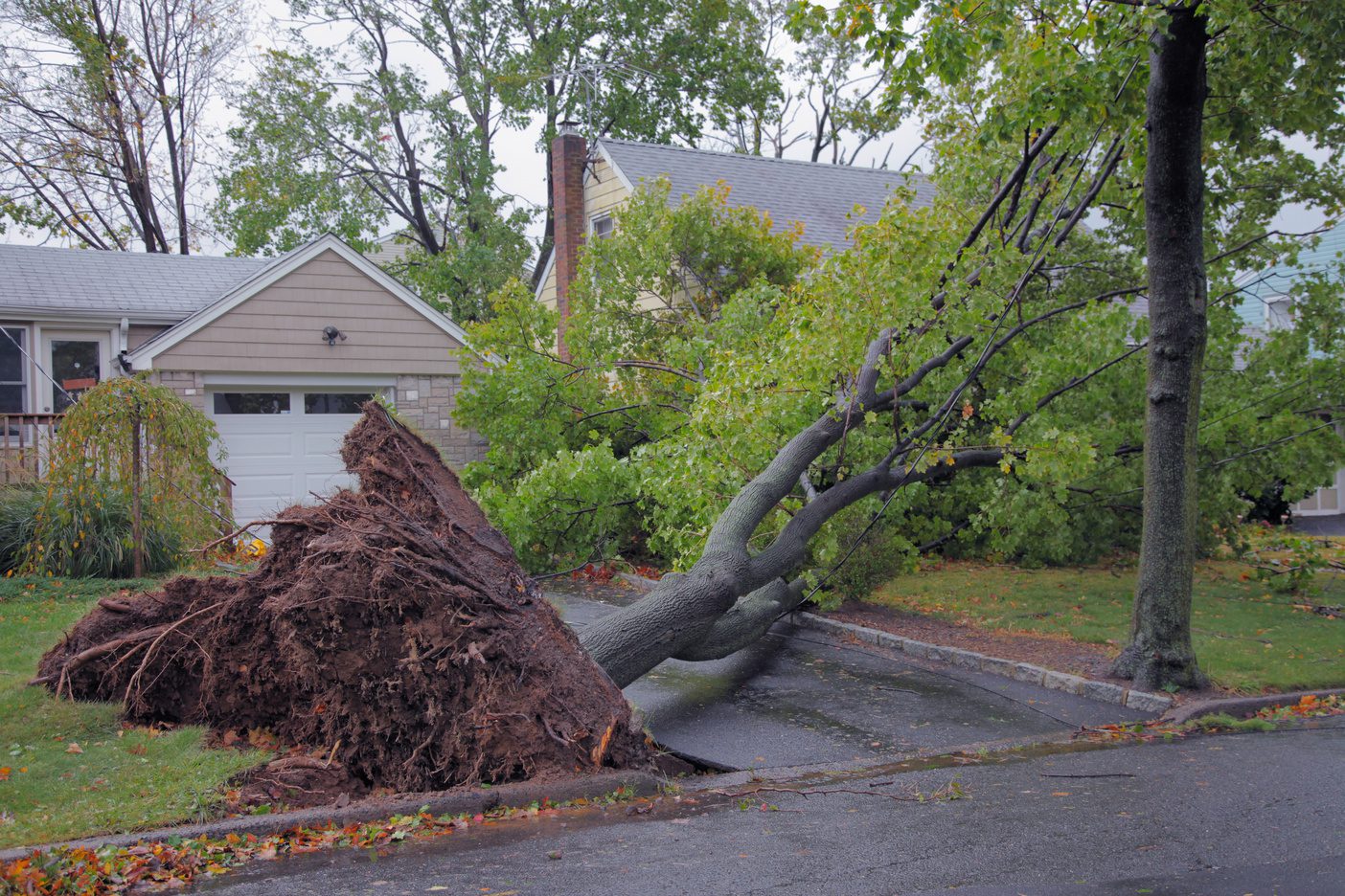 Emergency tree service after storm damage