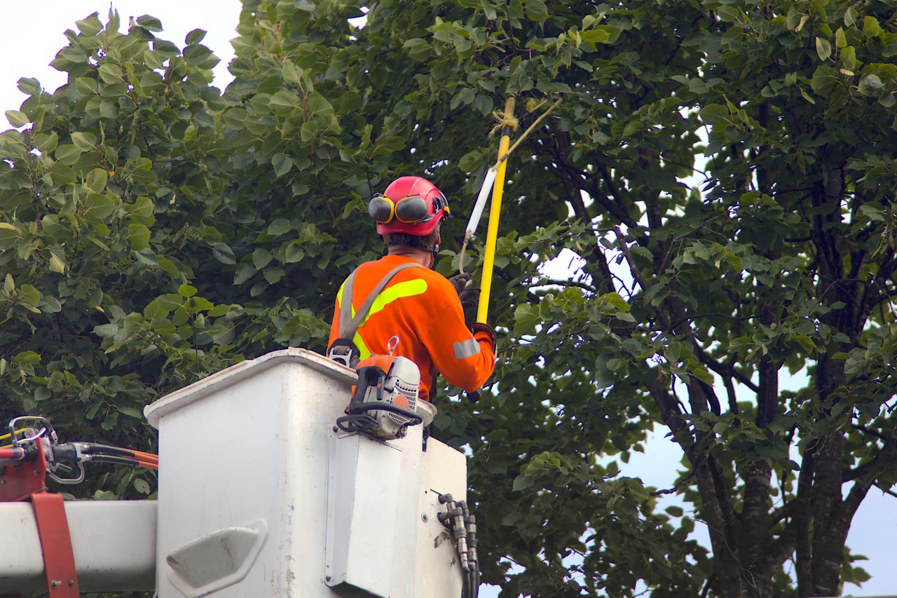 Tree trimming and pruning work