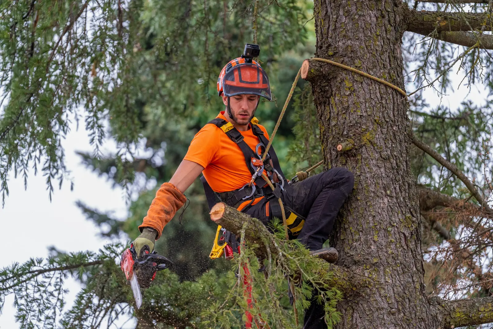 Residential tree service context for the Needville service area