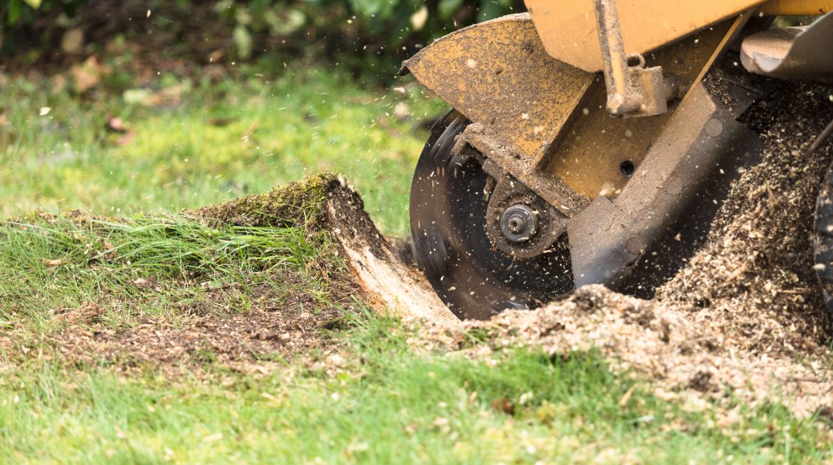 Stump grinding on a residential property