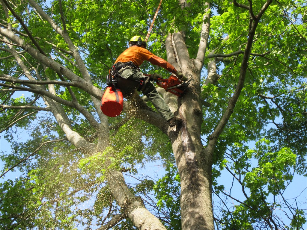 Tree service work in Sugar Land, Texas