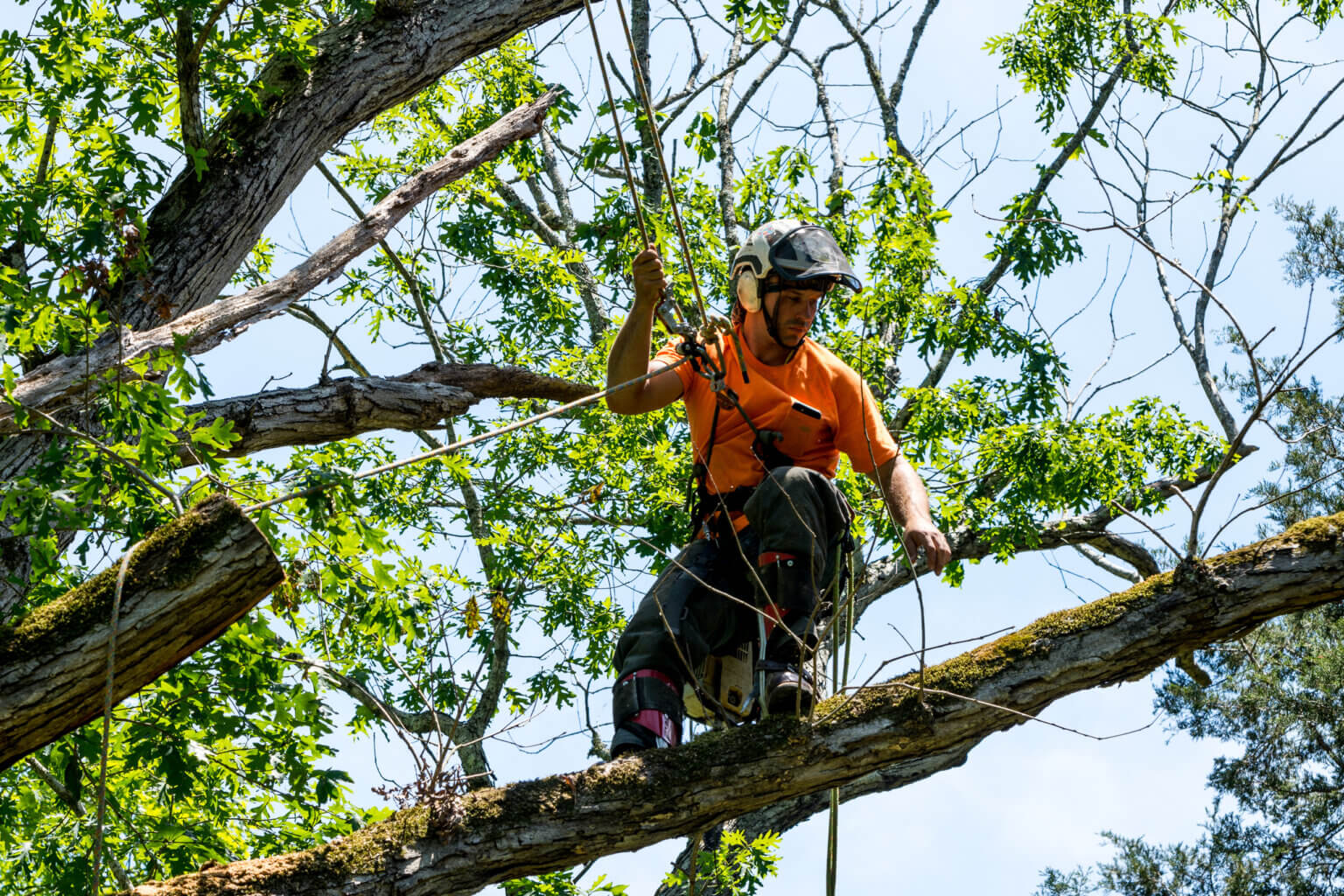Residential tree service context for the Fulshear service area