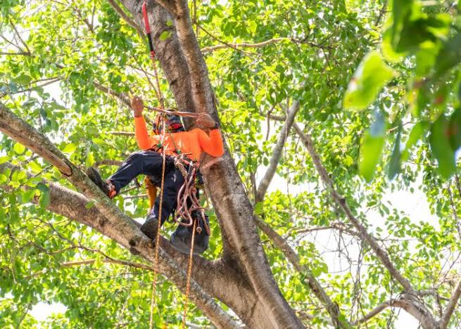 Tree service work in Richmond, Texas